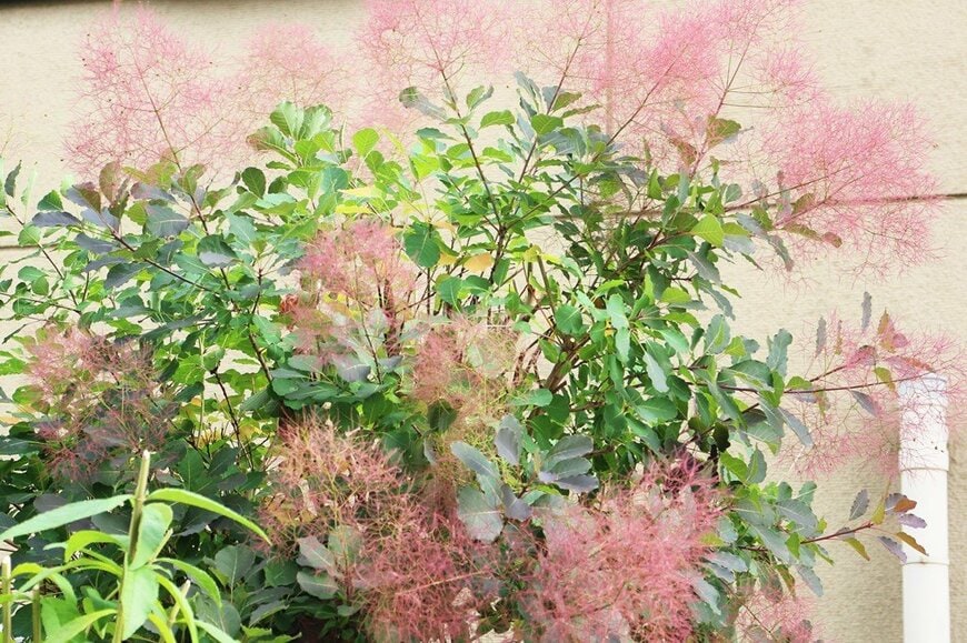 ふわふわした花穂をつけているスモークツリー