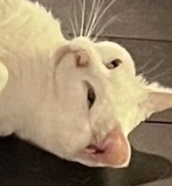 視線がすごい猫