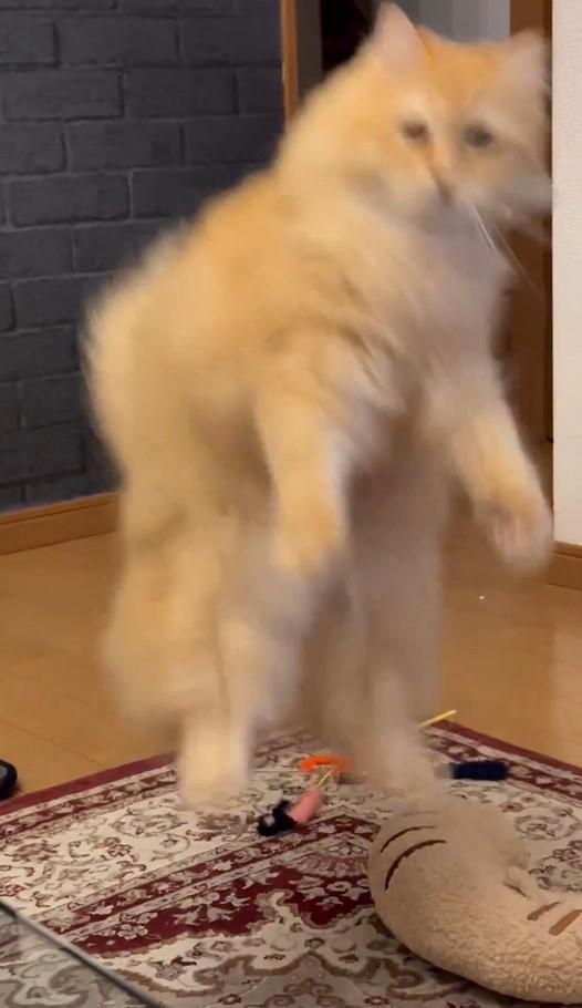 飛び上がる猫