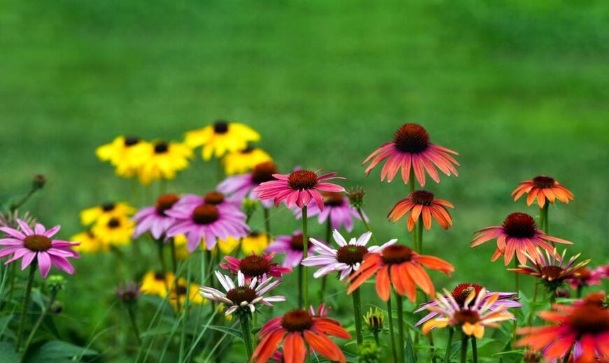 色とりどりの花を咲かせているエキナセア