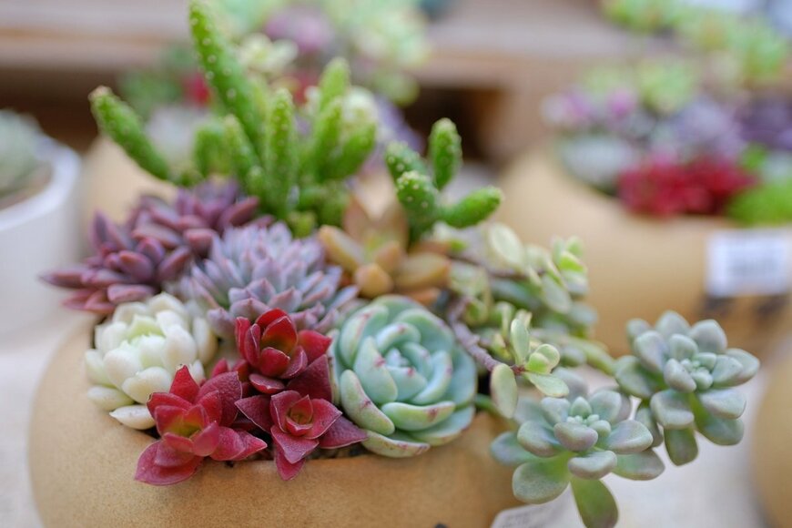 多肉植物の寄せ植え