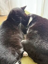 【あなたはわかる？】「うにちゃん」をあてる猫ちゃんクイズに「双子かな」の声