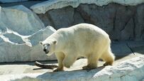 2025年都道府県庁所在市及び人口15万以上の市における「動物園・水族館入場料」の平均額は1181円