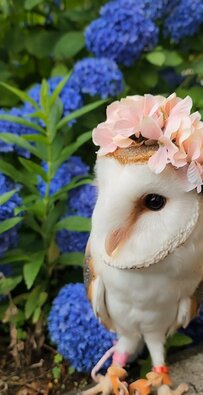 【紫陽花とフクロウ】まるでお姫様！キュートな姿に「似合う」「可愛い」の声