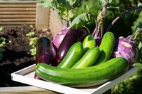 【ガーデニング】GWは「種まき」を楽しもう！家庭菜園で育てるオススメ野菜＆ハーブ8選