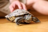 「ビビるんかい」「癒されます」　意外な食べ物に驚く「カメの様子」に180万再生