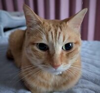 【1万1000いいね】猫がパクっとした意外なものに「まさか？！」の大反響！