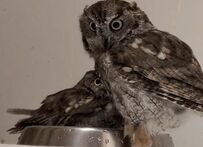 【攻防を続けるフクロウ】水浴びボウルの取り合い合戦！2羽のやり取りが面白すぎる