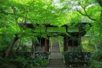 京都・嵯峨嵐山の寺院「常寂光寺」を撮影　青もみじと苔が織りなす緑豊かな景色に「懐かしい」