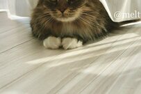 完全に「給食当番」な猫さん　面白かわいい光景が話題に