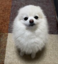 フワフワの犬さん　「撫でられる前後」の違いがお爺ちゃんすぎて可愛い