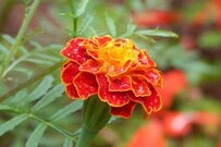 【ガーデニング】いま植え付けて秋まで美しく咲く《一年草・多年草》8選