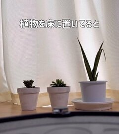 【インテリアDIY】動かす手間がかかる〈床置きの植物〉→100均グッズで吊るして〈映える癒やし空間〉に変身！