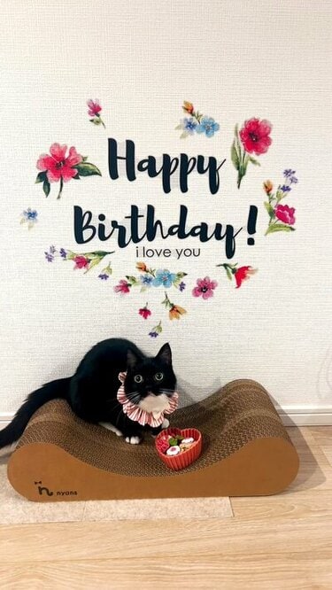 保護猫の幸せな誕生日に思わずほっこり→かわいすぎる「ヒロイン