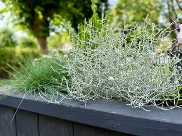 ずっと飾れる【センスのいい寄せ植えづくり】おしゃれなカラーリーフ