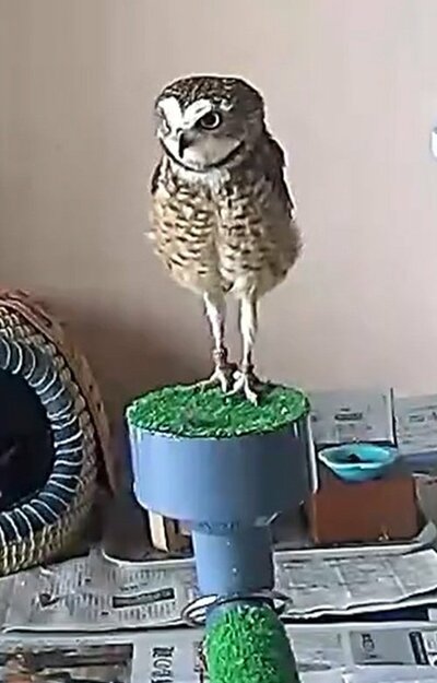 投稿動画のワンシーン