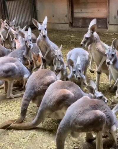 愛媛県立とべ動物園