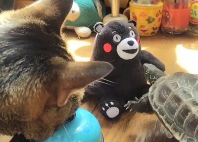 「見てるよ」とアピールするかのようにベルに顔を載せる小雪ちゃん