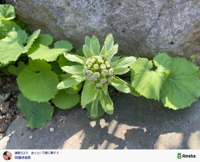 假屋崎省吾の公式ブログ投稿