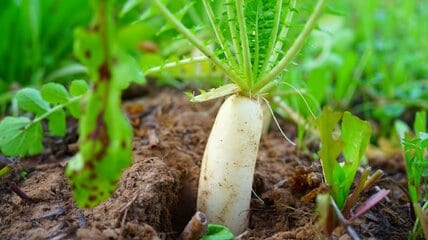 ベランダで収穫した「キャラ感満載の大根」　健気な姿に「あんよがかわいい」「応援したくなる」