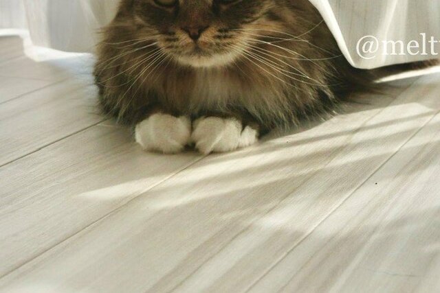 完全に「給食当番」な猫さん　面白かわいい光景が話題に