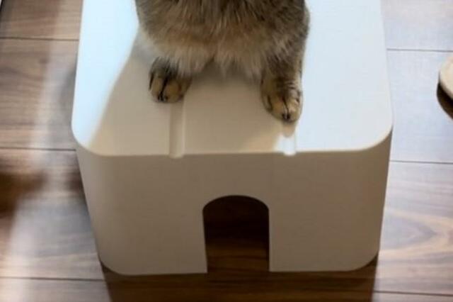 踏み台を使おうと思った飼い主　猫の「人間顔負け」な行動がXで話題！