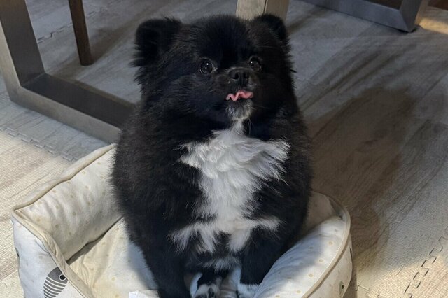 寝起きの愛犬を撮影した写真に違和感　まさかの表情に「なんだそのリアクション」「かわいい」