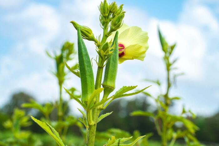 オクラの実と花。