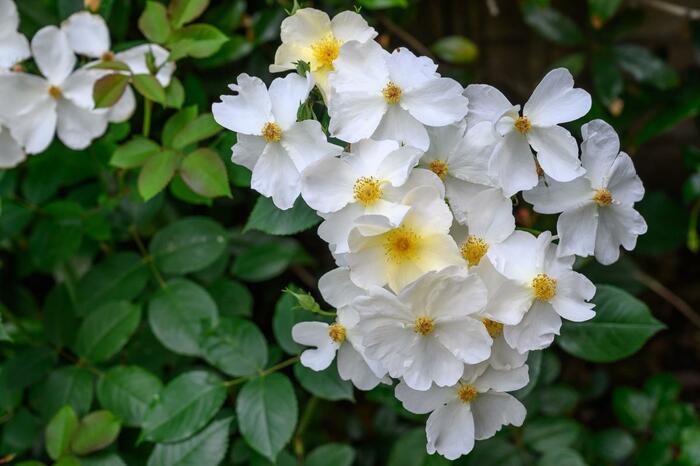 キューガーデンという白いバラの花が咲いている。中央部は黄色。葉は濃い緑