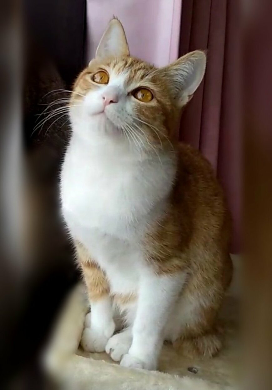 出所：@mero627puri914