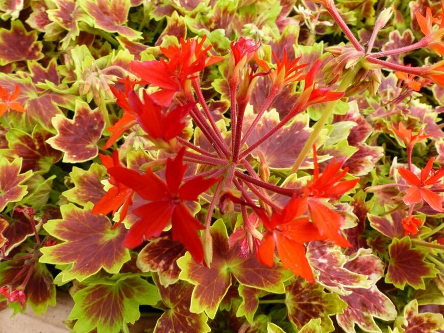 guentermanaus/shutterstock.com