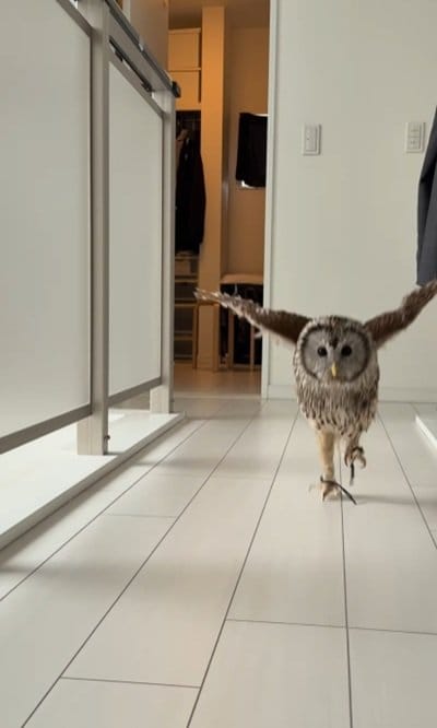 出所：@hiji.mozu_owl