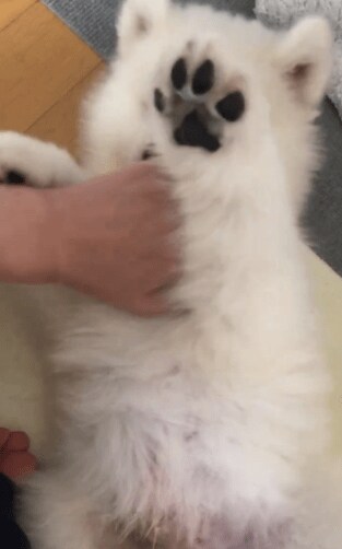 出所：@samoedsoran