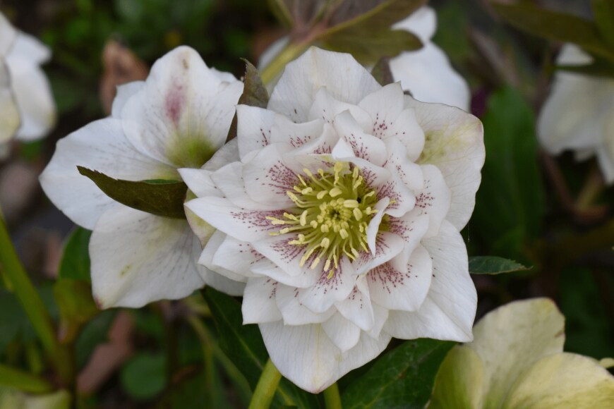 Adriana Iacob/shutterstock.com