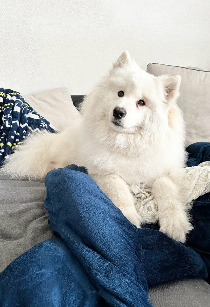 出所：@samoedsoran