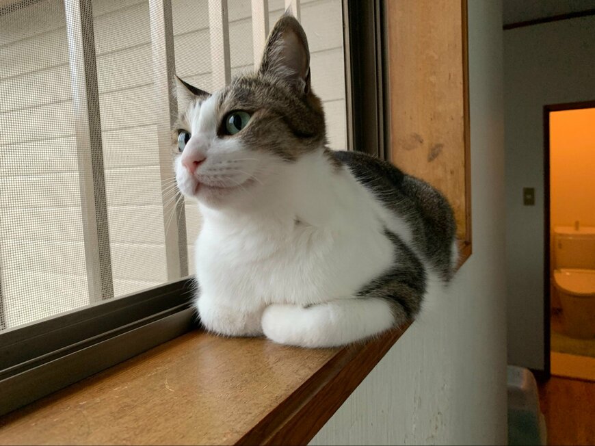 「猫の手を借りる」蛍光灯の虫を狙う猫　補助する飼い主とのコンビネーションに「組体操のフィニッシュみたい」