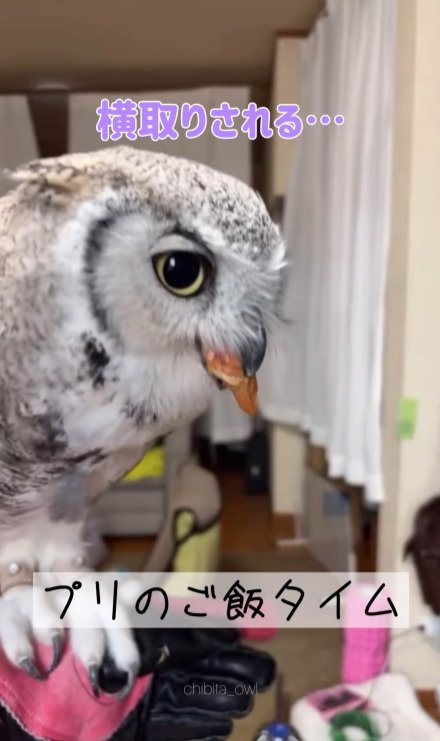 出所：@chibita_owl