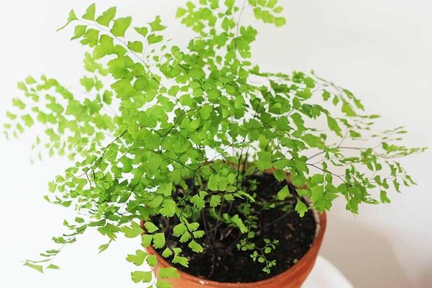 Totokzww/Shutterstock.com