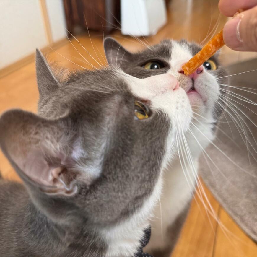 出所：@neko_wagaya