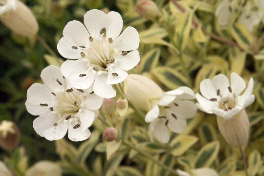 Walter Erhardt/shutterstock.com