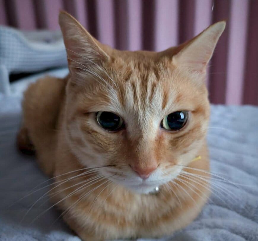 【1万1000いいね】猫がパクっとした意外なものに「まさか？！」の大反響！