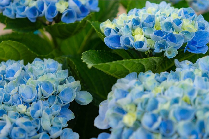 KEIKOMS/Shutterstock.com