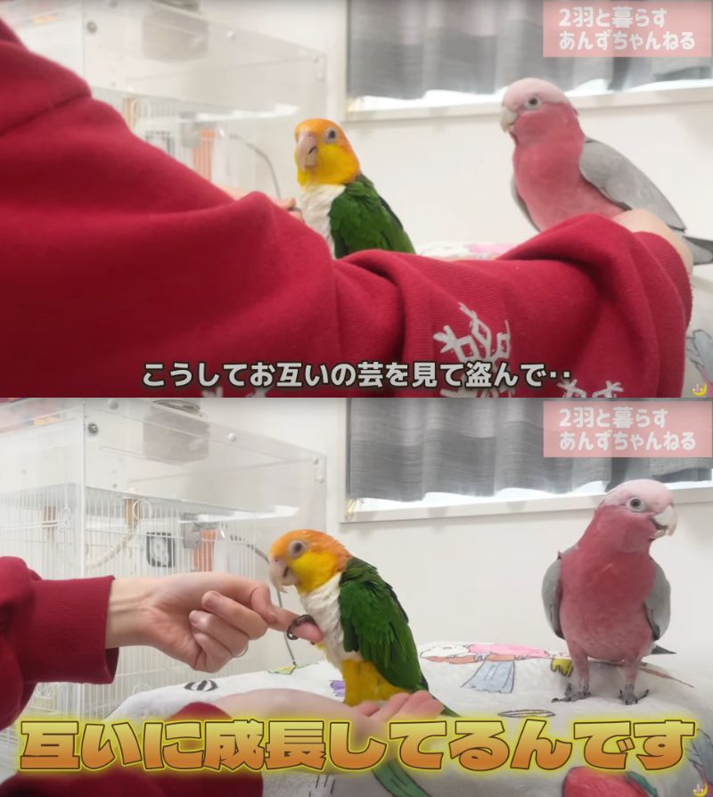 出所：@anz_omomiri