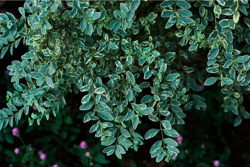 Mr.Cito/shutterstock.com