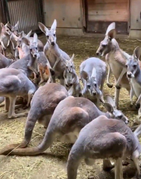 出所：@tobezooofficial