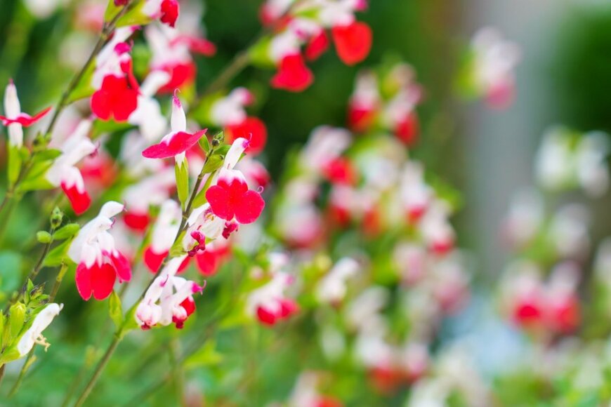 【楽ちんナチュラルガーデン】植えっぱなしで毎年花咲く「ローメンテな多年草」3選！植えどきは今
