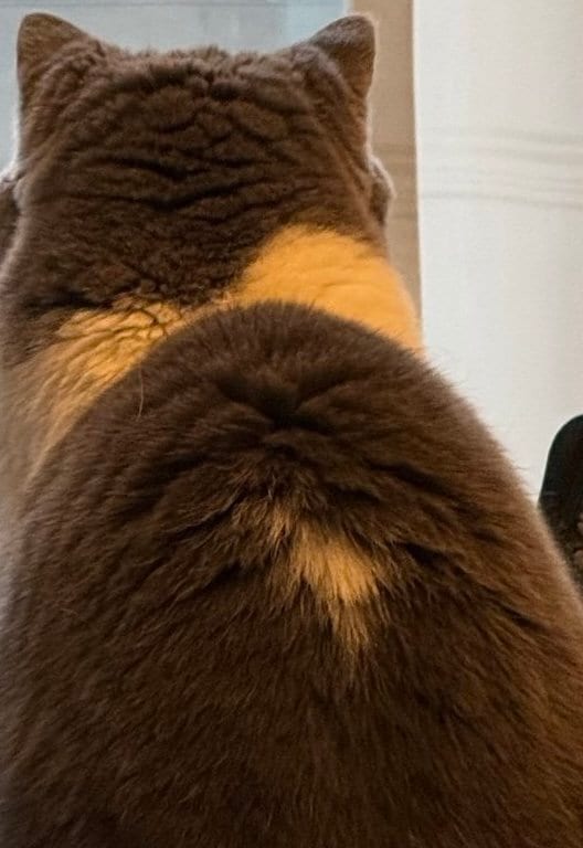 出所：@mog_cororincho