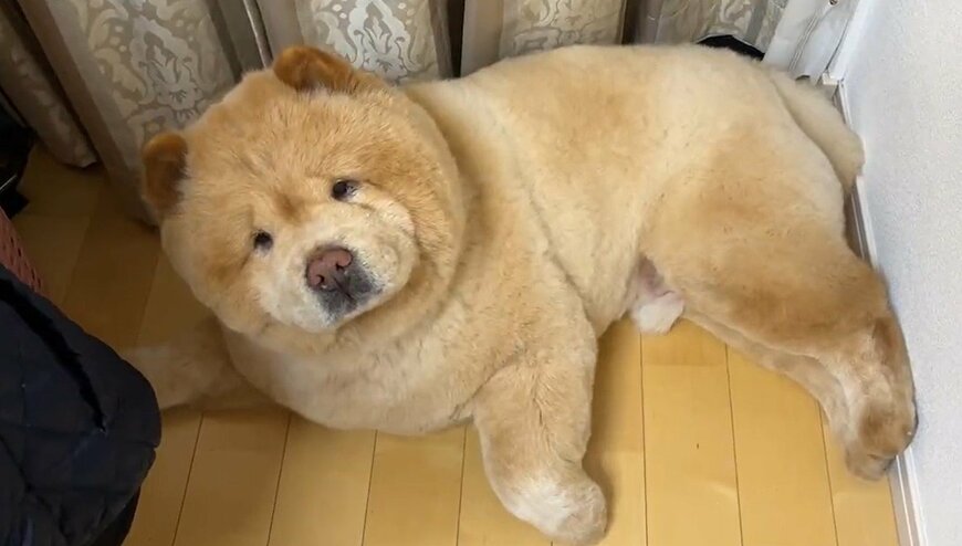 出所：@kurizo_chow