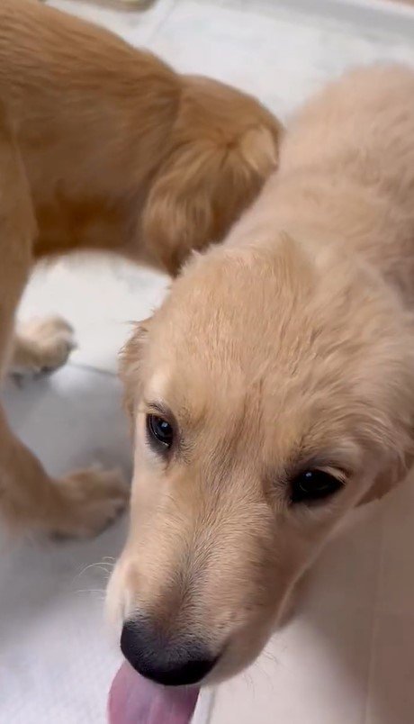 出所：@pu_channeldesu