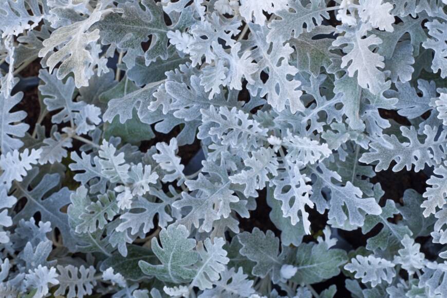 Arra Vais/istockphoto.com